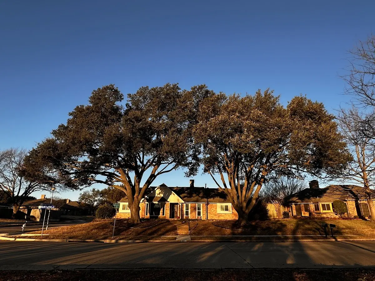 Established residential canopy tree shading a home in Alma